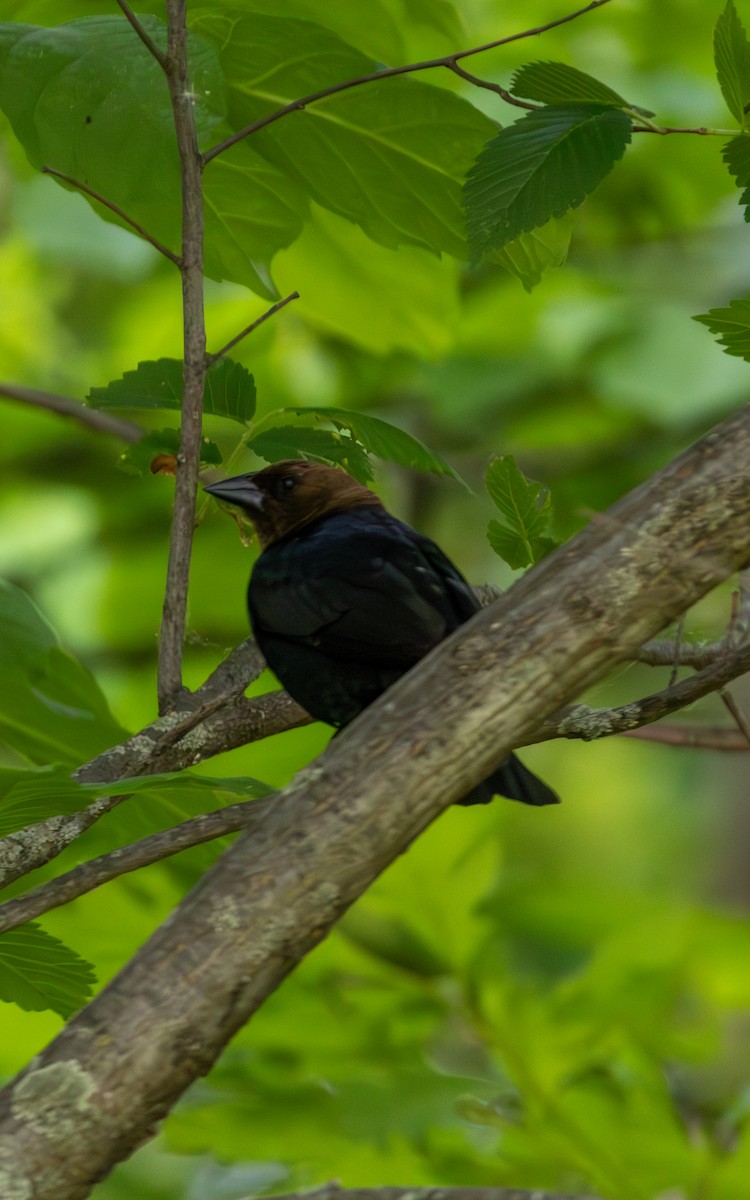 Brown-headed Cowbird - ML619309177