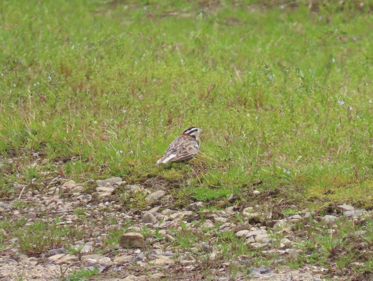 Chestnut-collared Longspur - Pamela Hunt