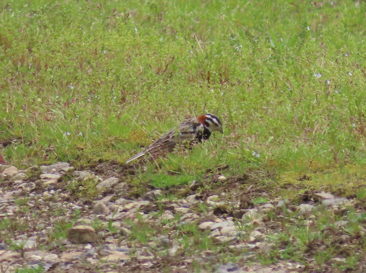 Chestnut-collared Longspur - Pamela Hunt