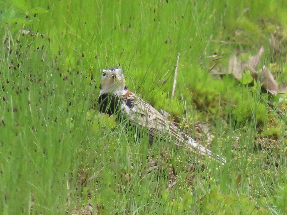 Chestnut-collared Longspur - Pamela Hunt