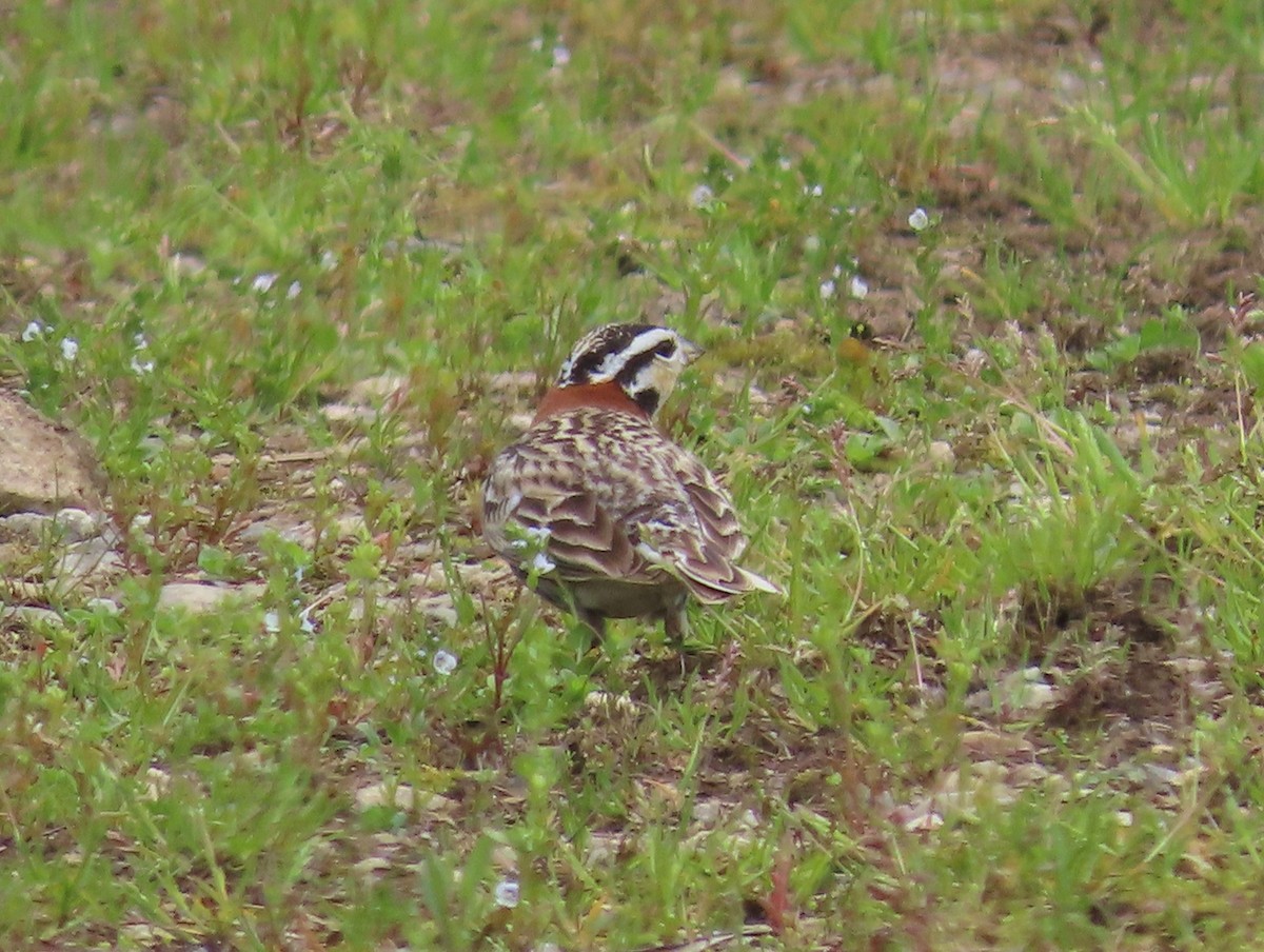 Chestnut-collared Longspur - Pamela Hunt