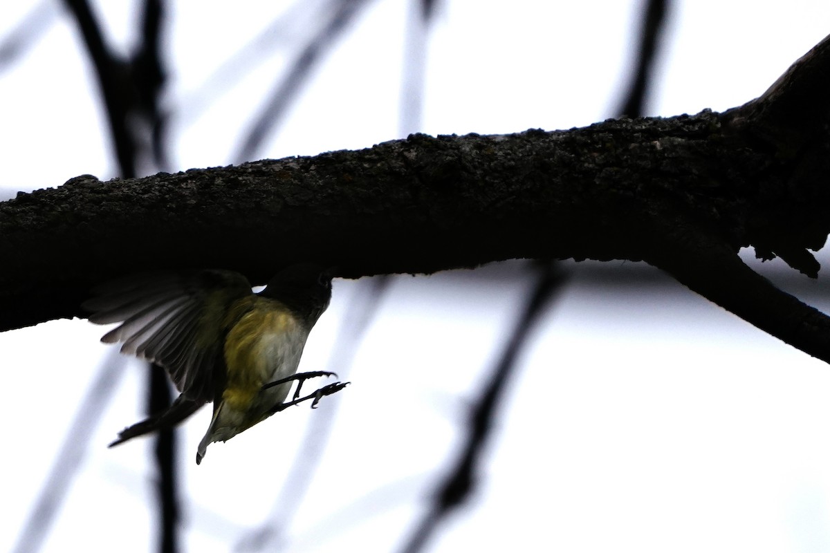 Blue-headed Vireo - Dana Siefer