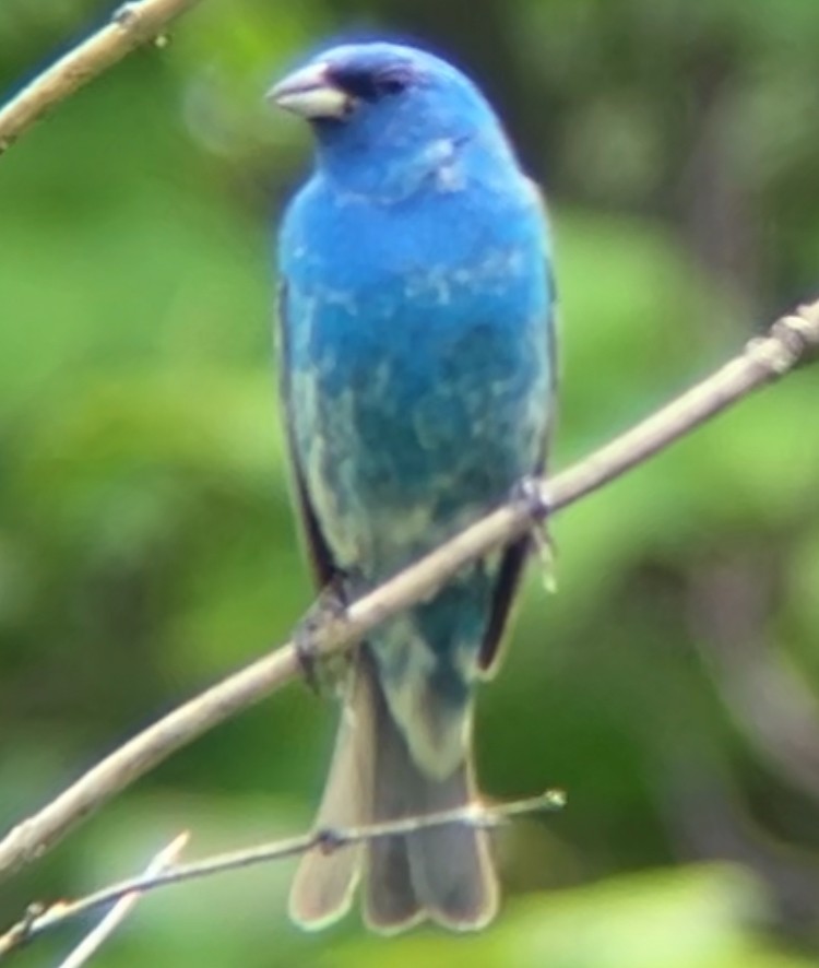 Indigo Bunting - Nelson Pascuzzi