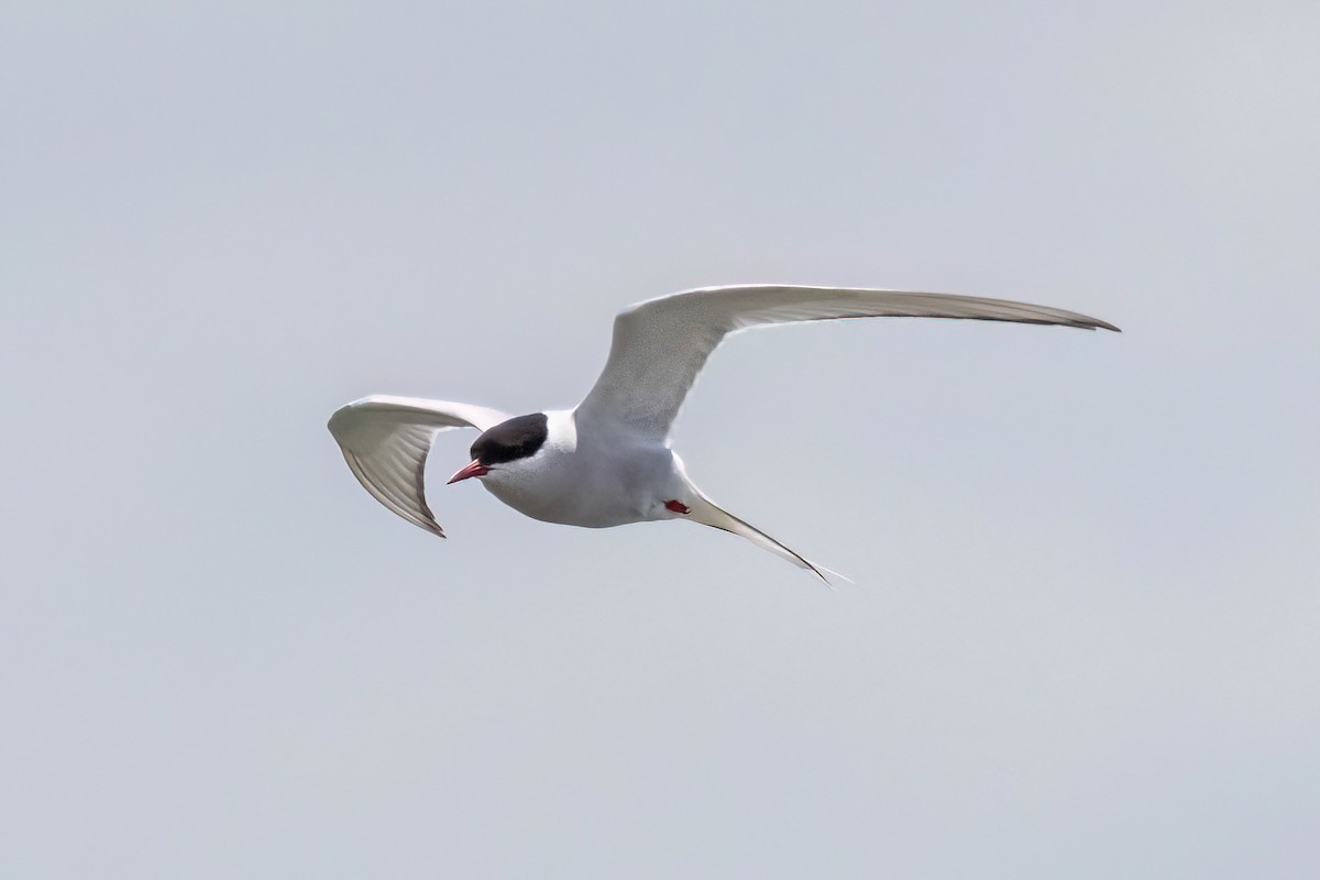 Arctic Tern - Joshua Malbin