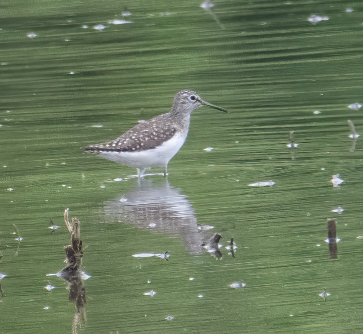 Solitary Sandpiper - Nick Winograd