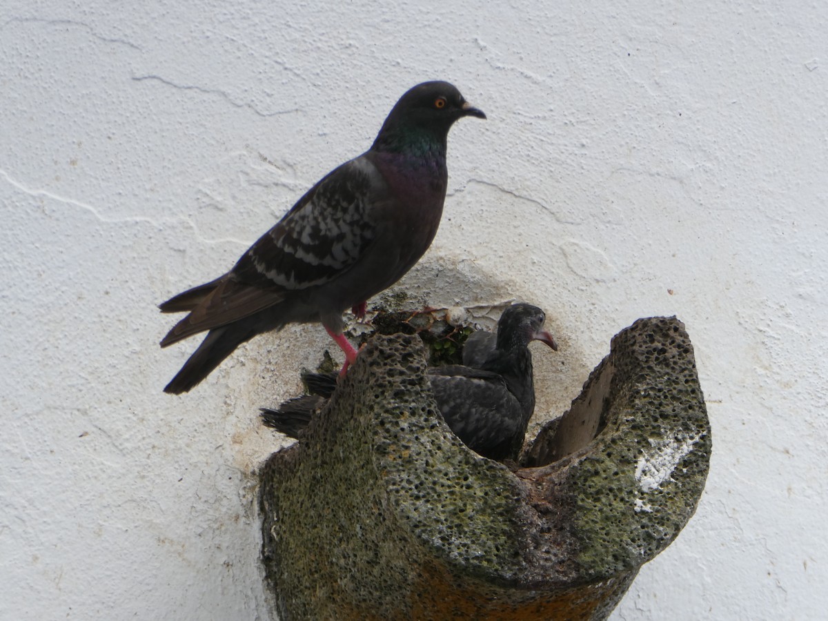 Rock Pigeon (Feral Pigeon) - Jocelyne Pelletier