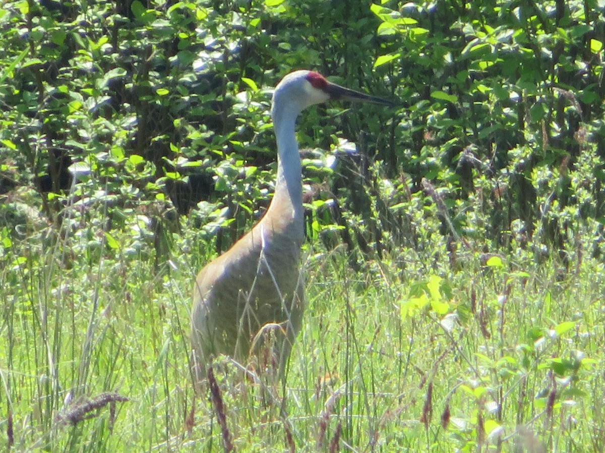 Grulla Canadiense - ML619309234