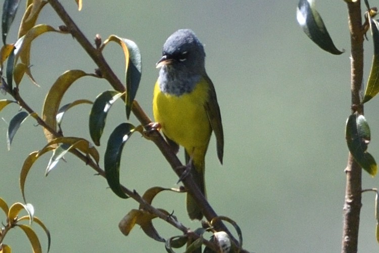 MacGillivray's Warbler - ML619309235