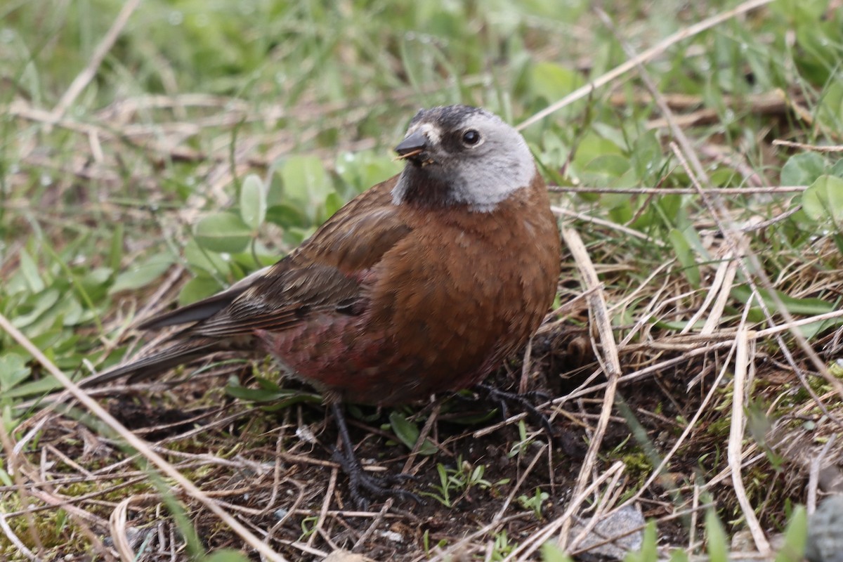 Gray-crowned Rosy-Finch - Rosemary Clapham