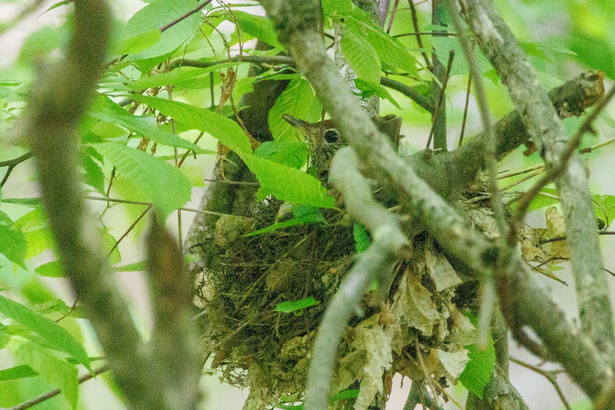 Wood Thrush - ML619309248