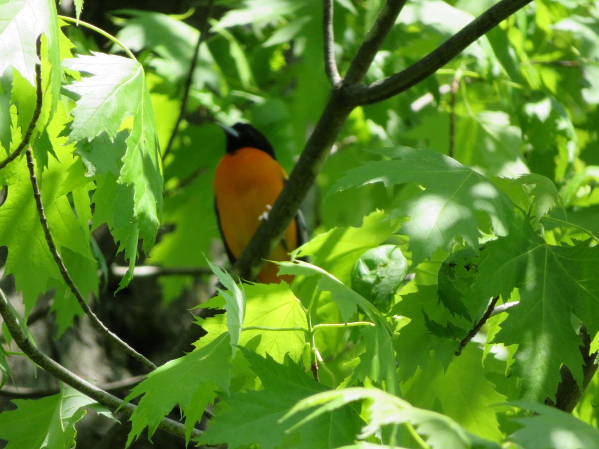 Baltimore Oriole - Doris Julien