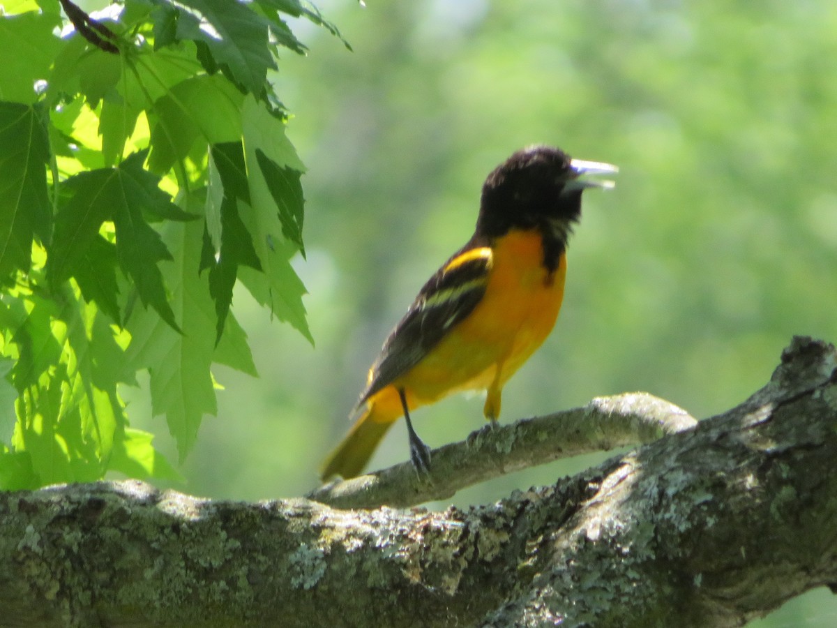 Baltimore Oriole - Doris Julien