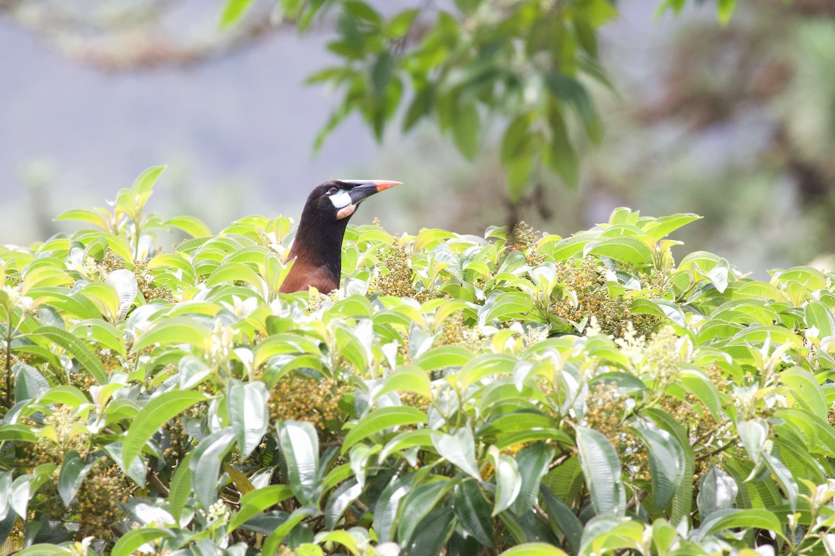 Montezuma Oropendola - allie bluestein