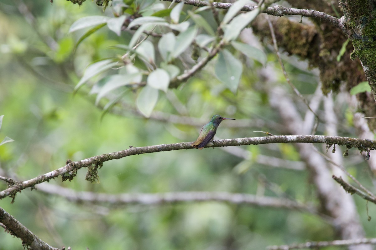 Montezuma Oropendola - allie bluestein