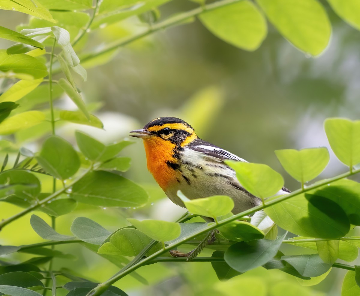 Blackburnian Warbler - ML619309272