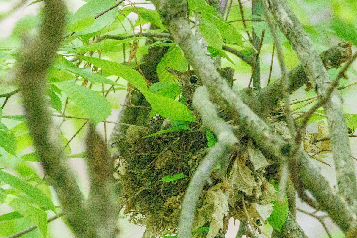 Wood Thrush - Walter D