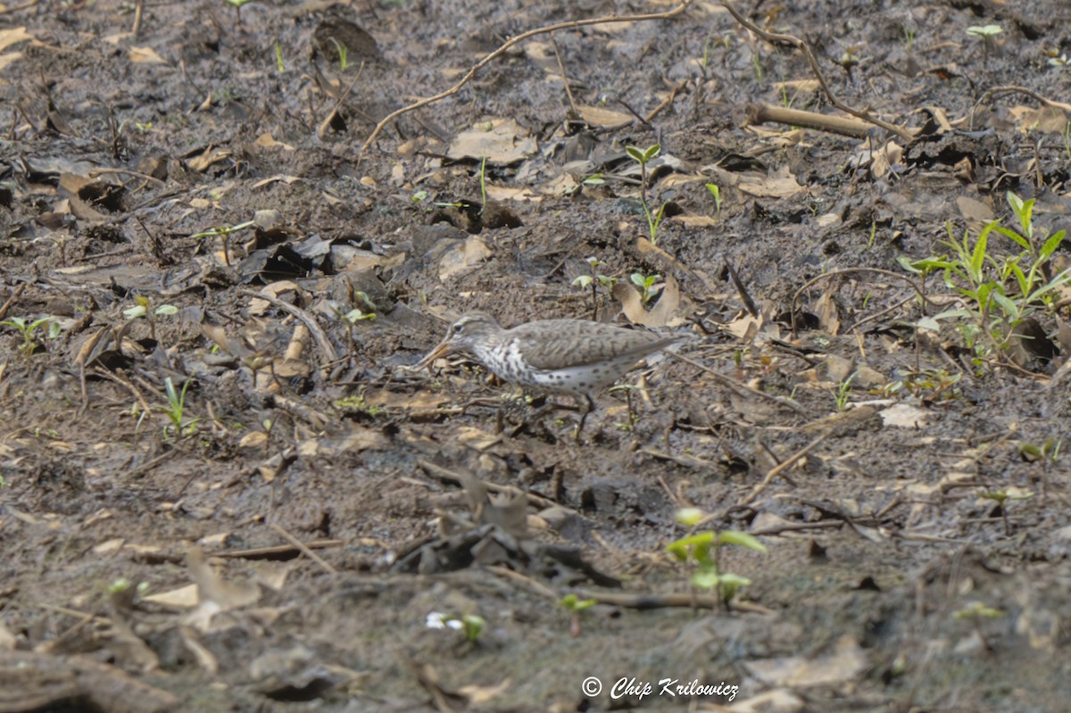 Spotted Sandpiper - Chip Krilowicz