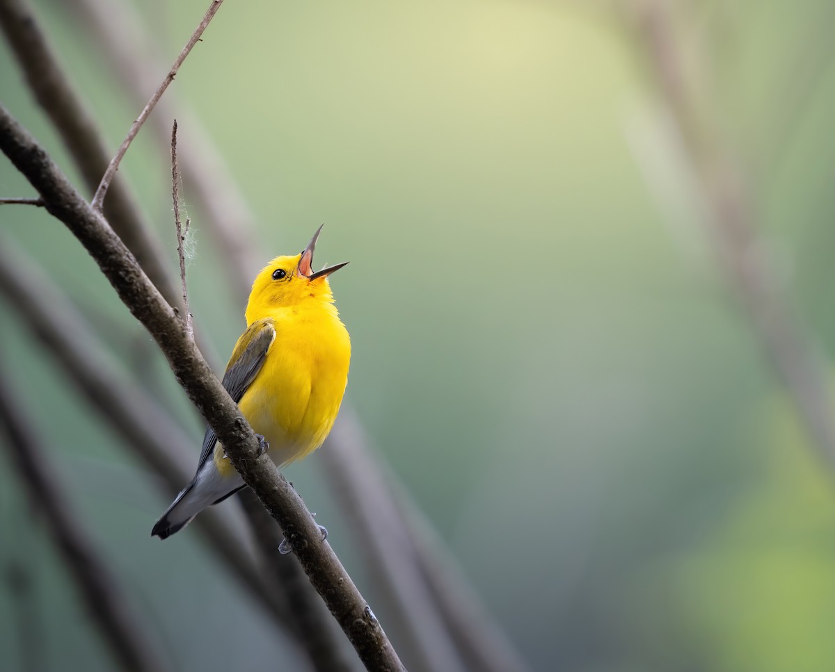 Prothonotary Warbler - Erica Heusser
