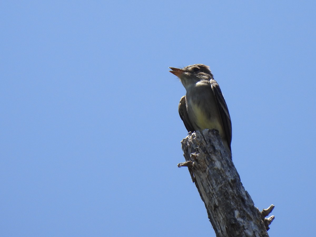 Western Wood-Pewee - Bradley Evans