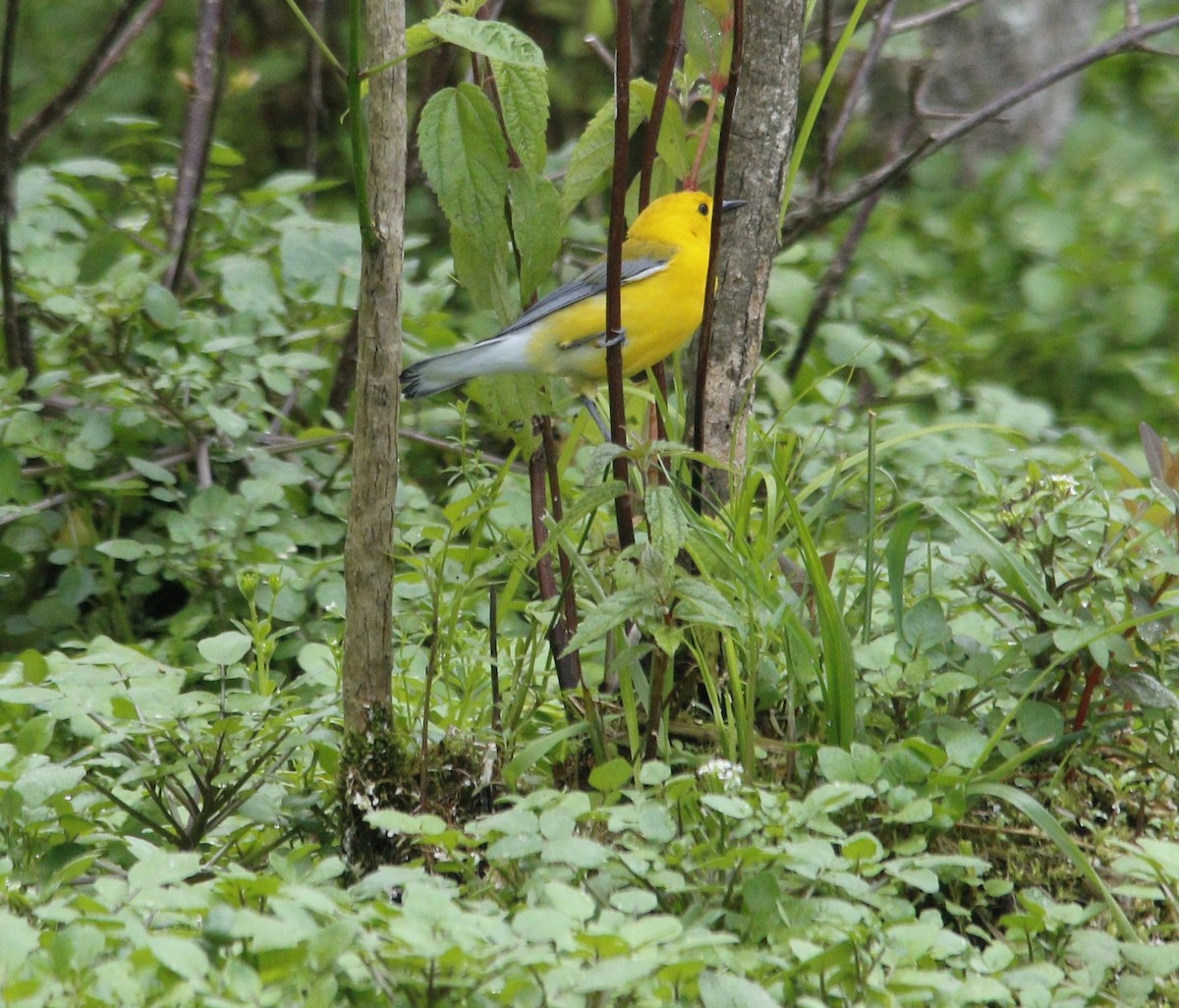 Prothonotary Warbler - Becky Lutz