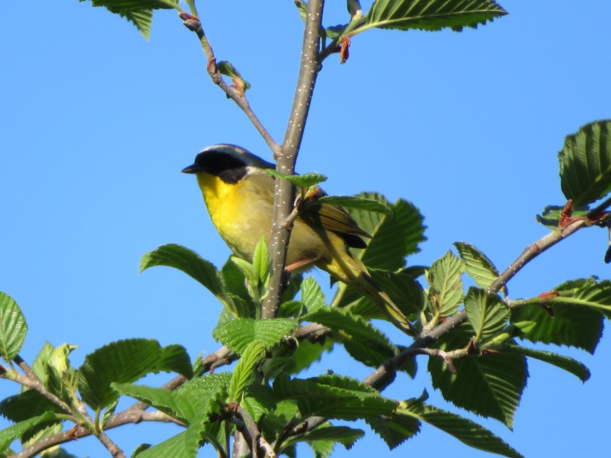 Common Yellowthroat - ML619309314