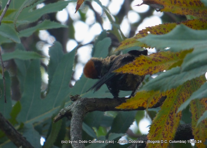 Scrub Tanager - Leonardo Ortega (Dodo Colombia)