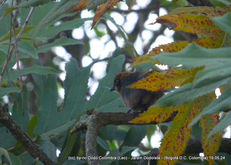 Scrub Tanager - Leonardo Ortega (Dodo Colombia)