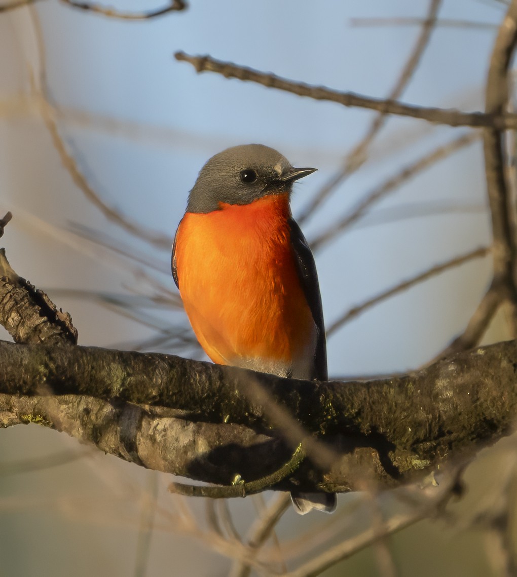 Flame Robin - Feathers & Beyond Photography