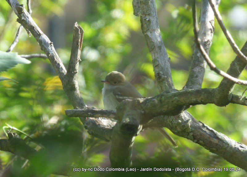 Small-billed Elaenia - Leonardo Ortega (Dodo Colombia)