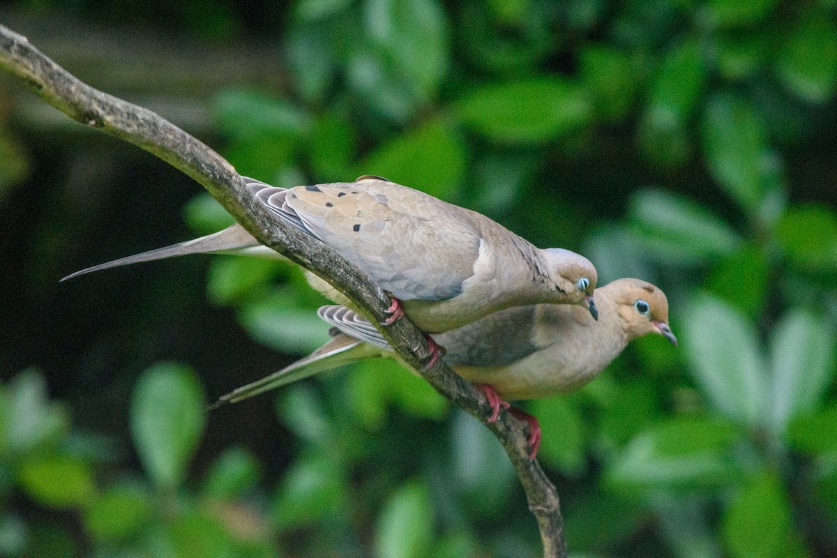Mourning Dove - Kelly Hutchinson