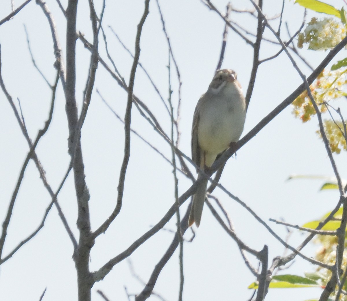 Clay-colored Sparrow - FELIX-MARIE AFFA'A