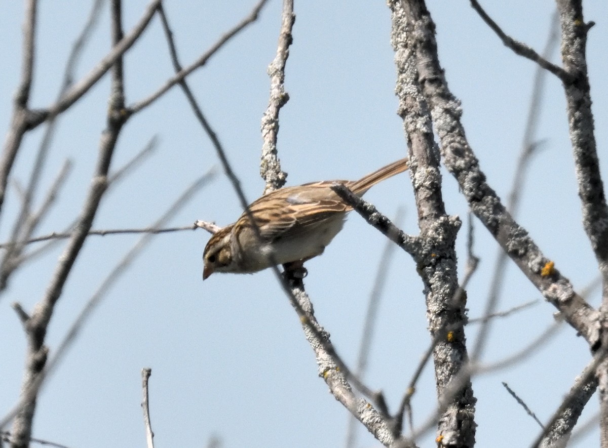Clay-colored Sparrow - FELIX-MARIE AFFA'A