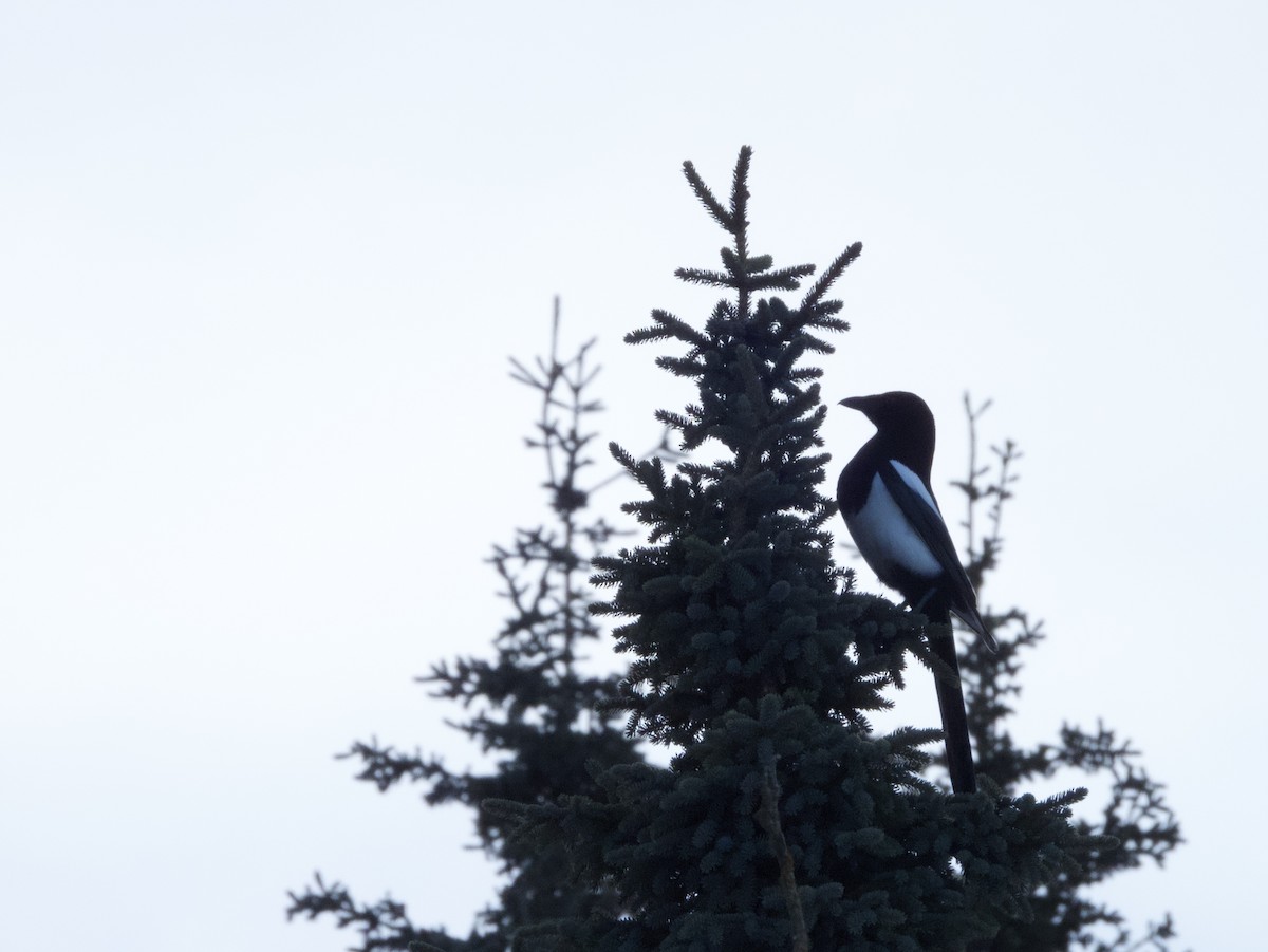 Black-billed Magpie - ML619309383