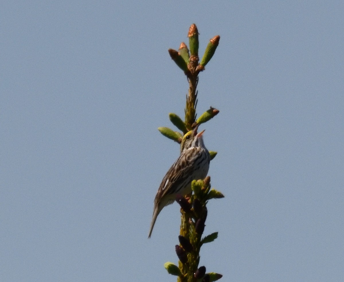 Savannah Sparrow - FELIX-MARIE AFFA'A