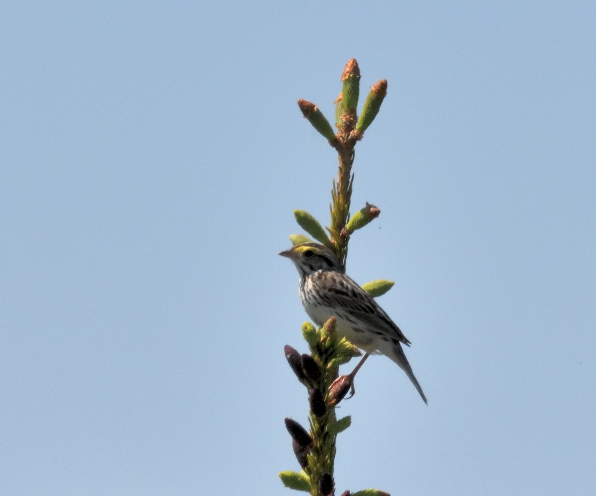 Savannah Sparrow - FELIX-MARIE AFFA'A