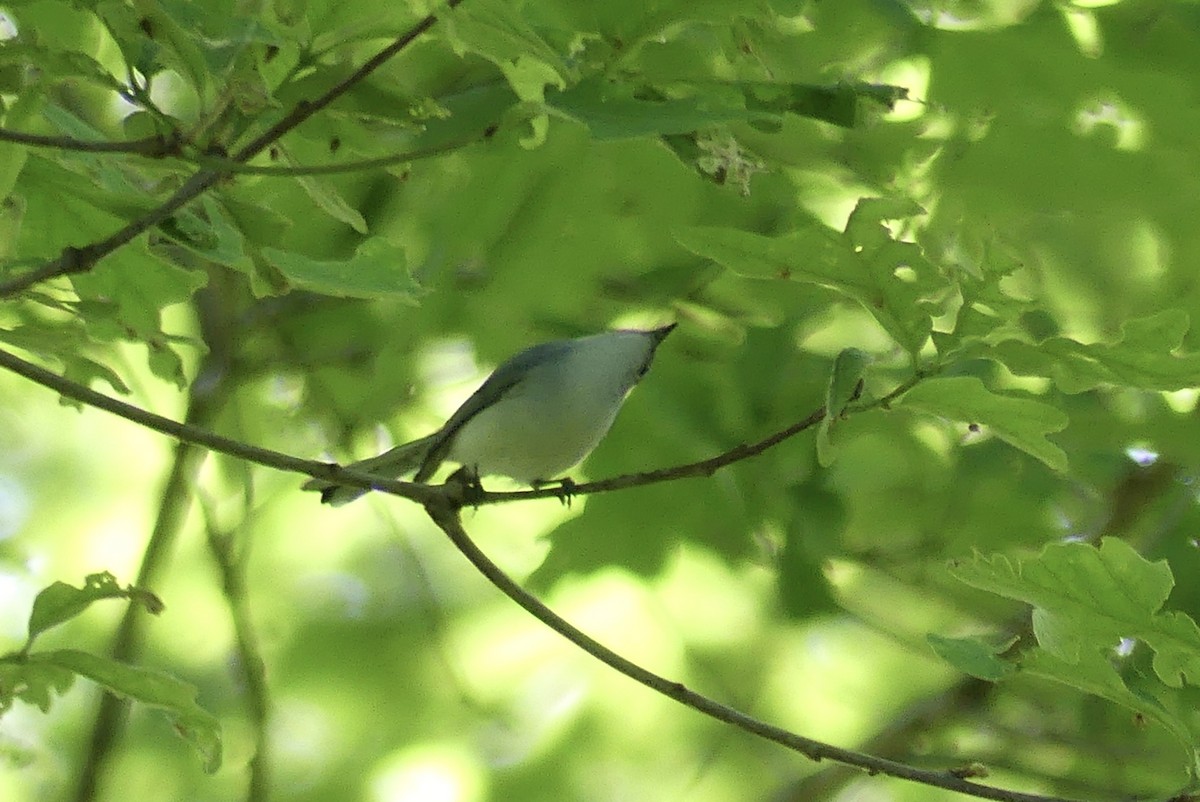 Blue-gray Gnatcatcher - Anonymous