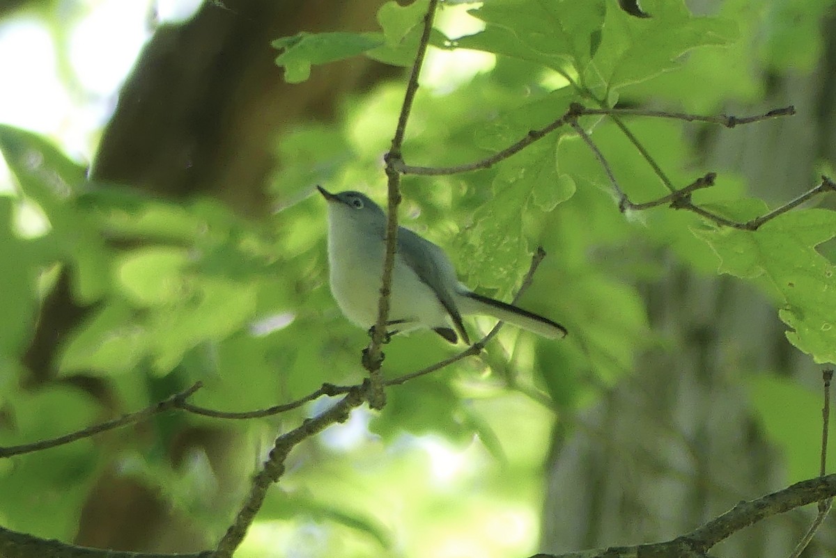 Blue-gray Gnatcatcher - Anonymous