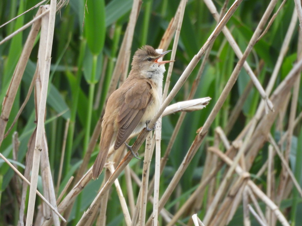 Great Reed Warbler - Tiemo Kahl