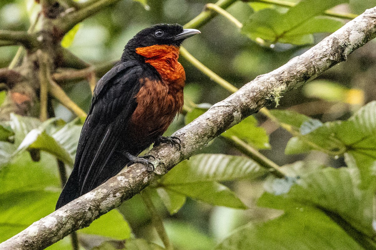 Red-ruffed Fruitcrow - Michael Cook