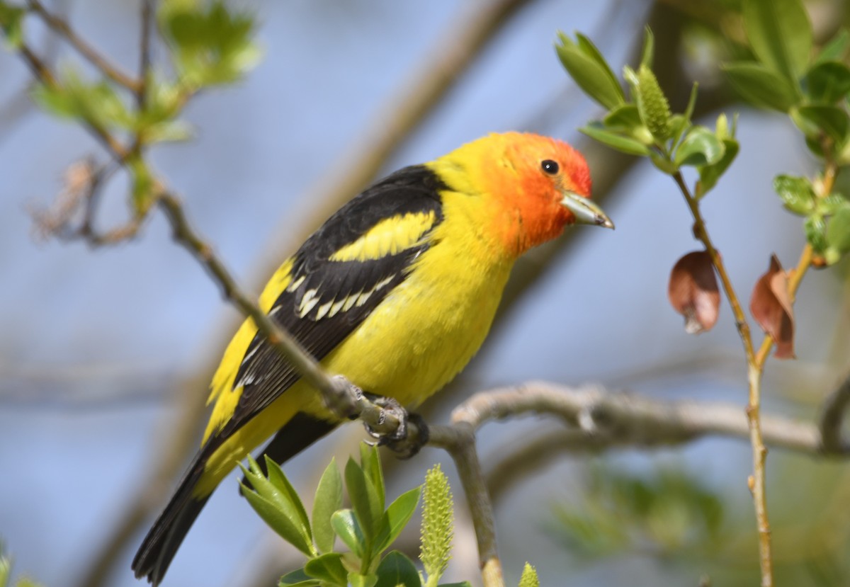 Western Tanager - ML619309461