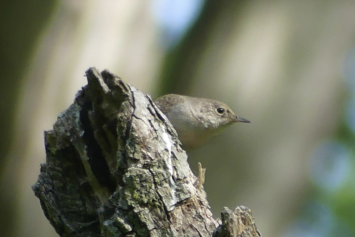 House Wren - Anonymous