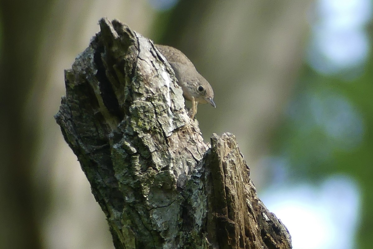 House Wren - Anonymous