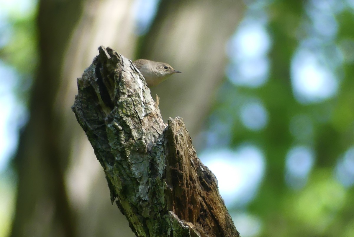 House Wren - Anonymous