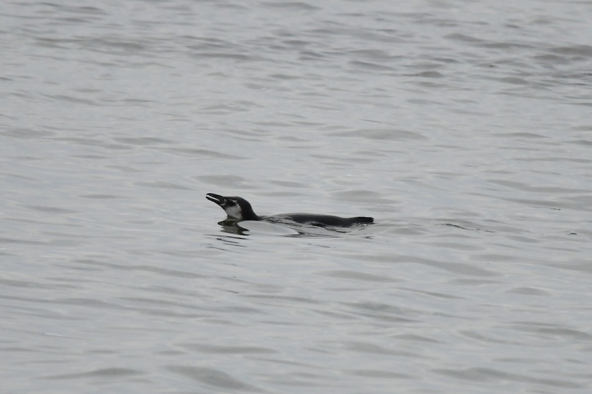 Humboldt Penguin - Miguel Arribas Tiemblo