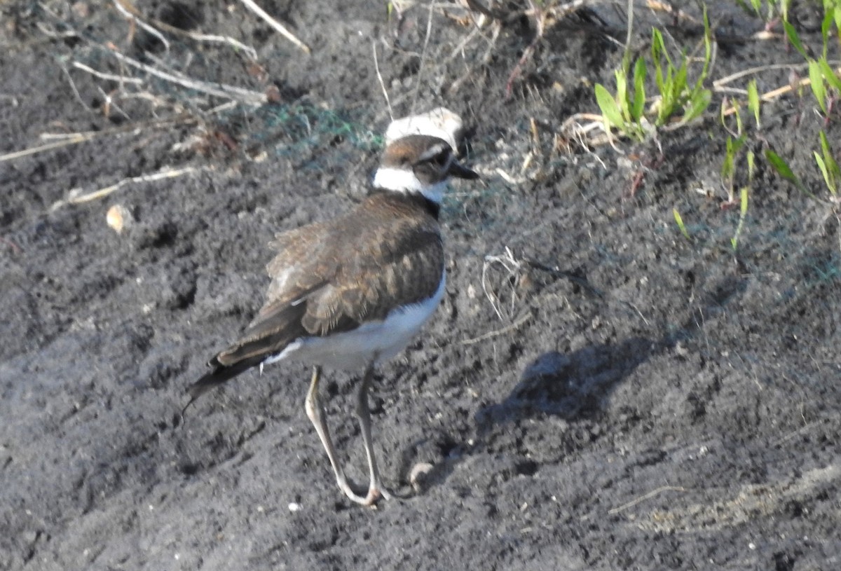 Killdeer - Pamela Goolsby