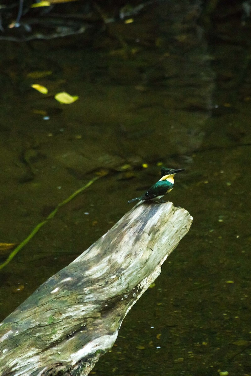 Green Kingfisher - Lázaro Barreto