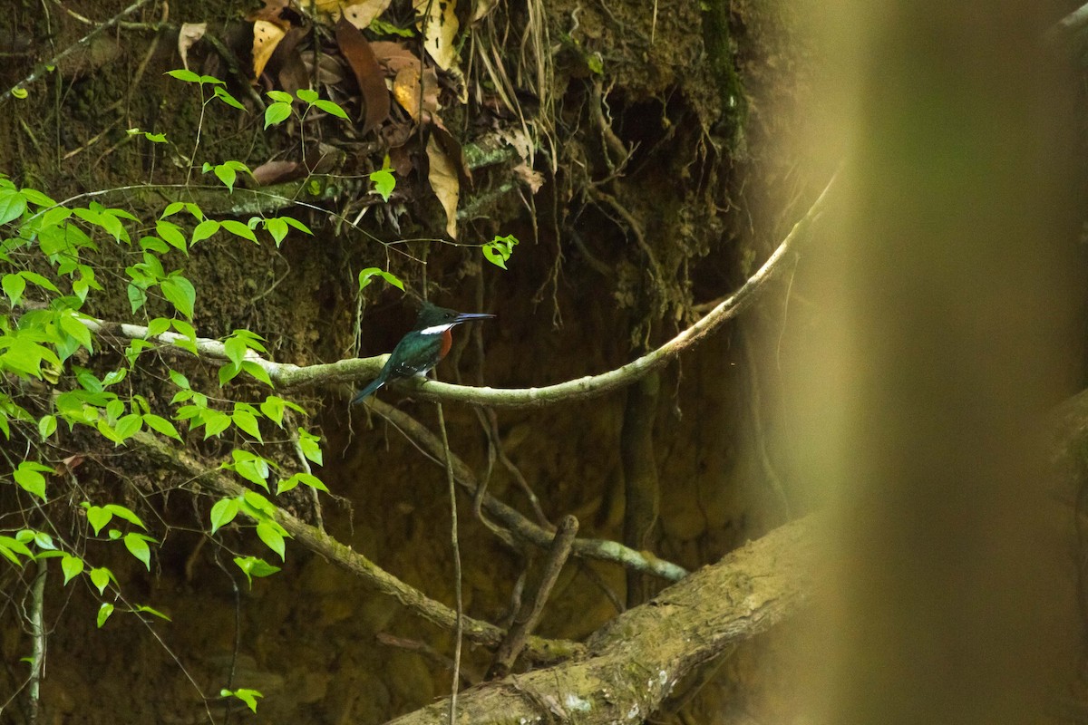 Green Kingfisher - Lázaro Barreto