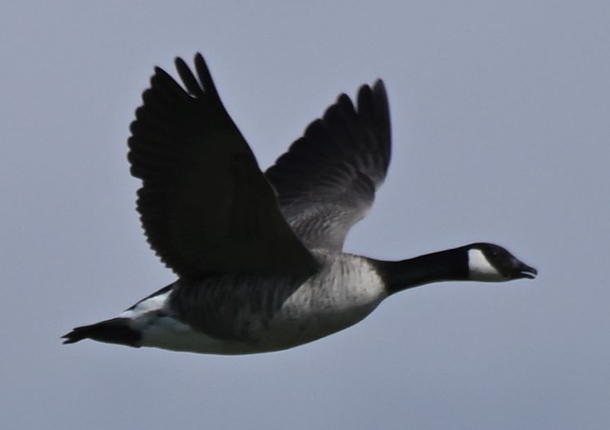 Cackling Goose - Rick Luehrs