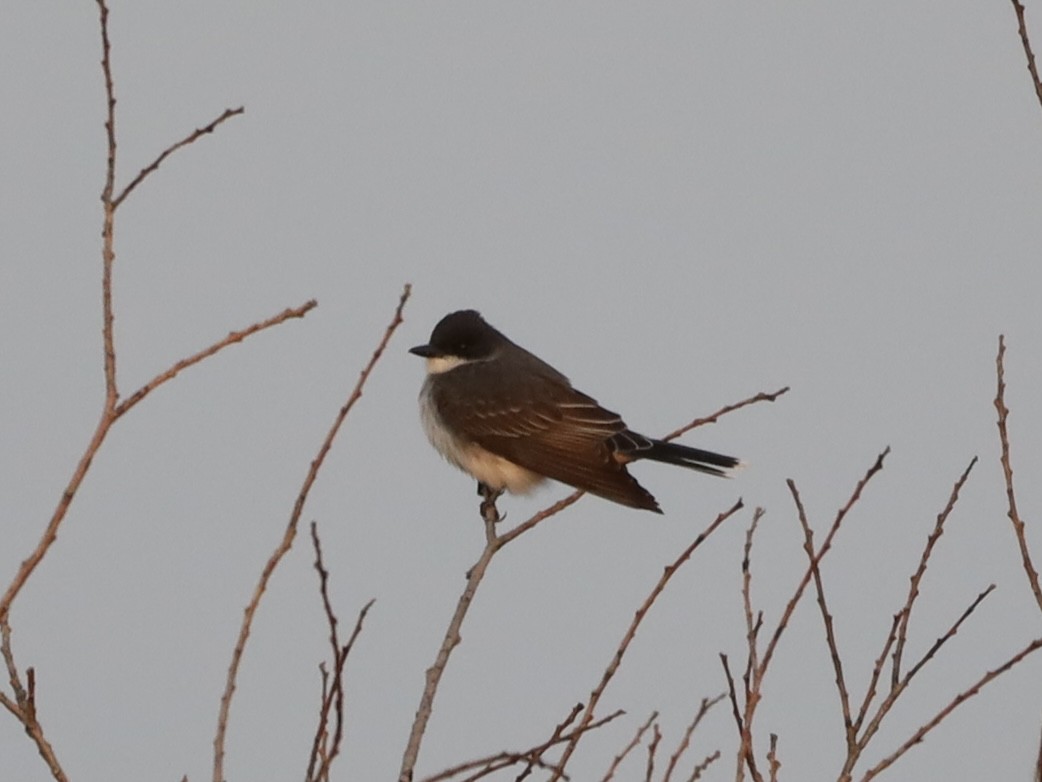 Eastern Kingbird - Mike McInnis