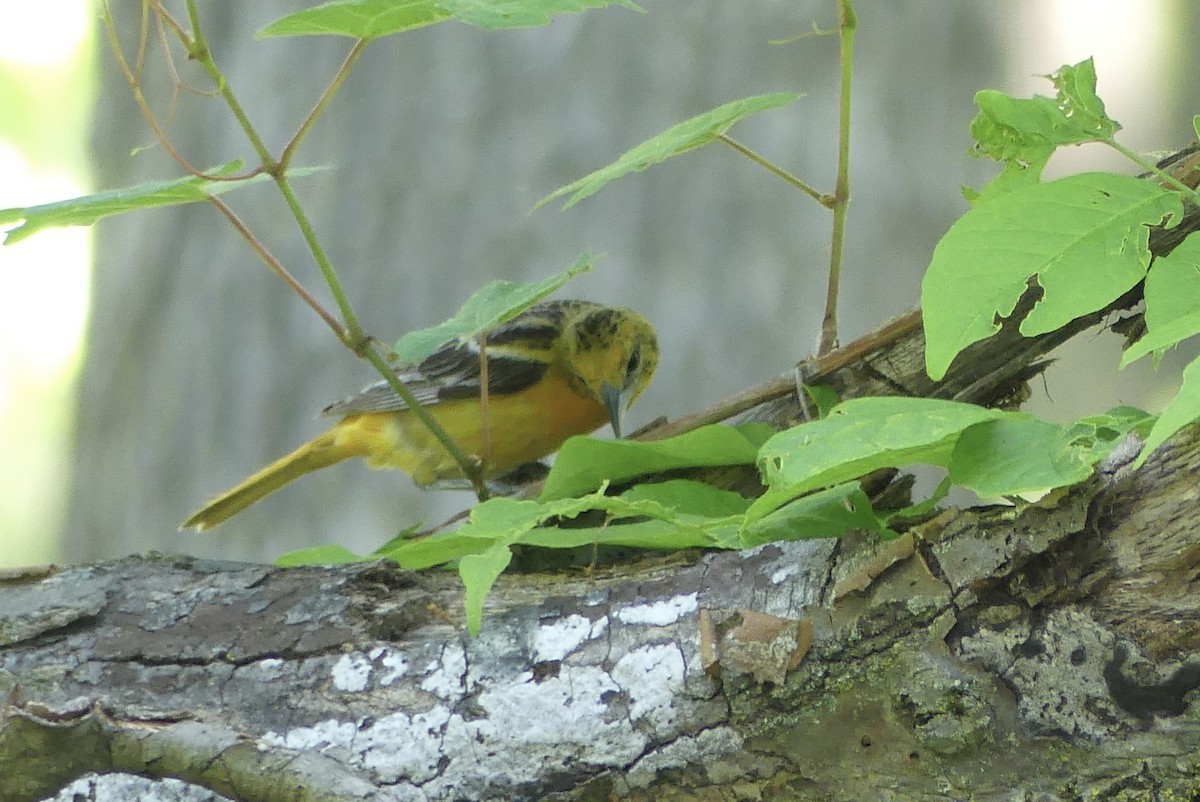 Baltimore Oriole - Anonymous